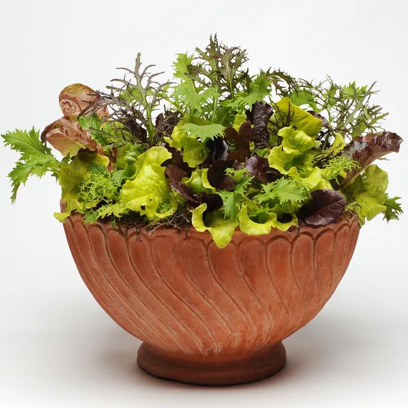 夏季适合做沙拉的蔬菜有哪些,种蔬菜教程阳台