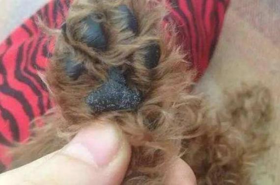 泰迪脏了是什么样子,泰迪脏