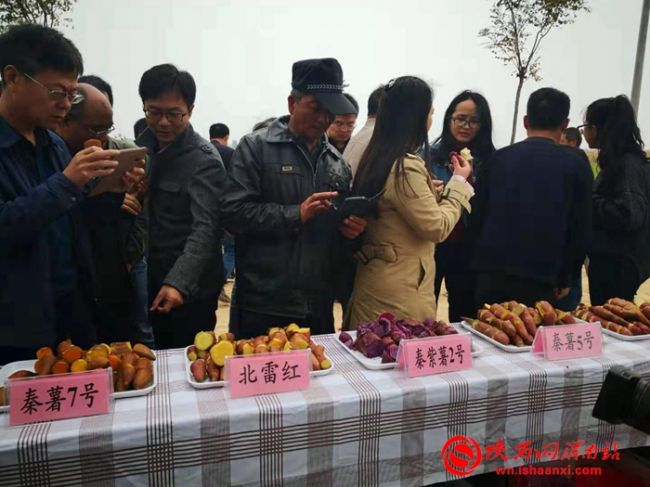 玉田红薯新品种,新品种红薯图片大全