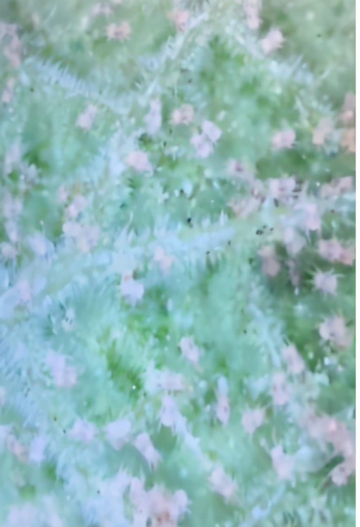 二斑叶螨有效防治办法,二斑叶螨最有效防治方法