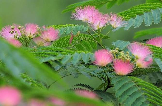 105种野草图片大全,105种野草的图片功效与作用