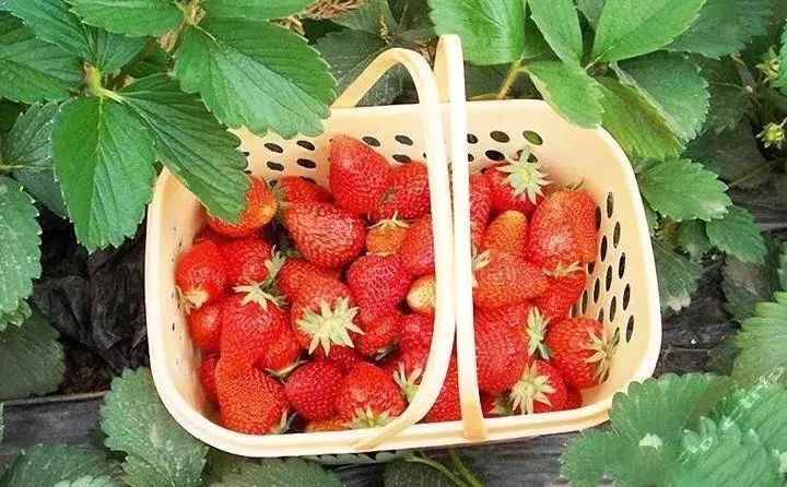 苏州西山十大知名农家乐有哪些,带你走一走苏州的太湖边农家乐