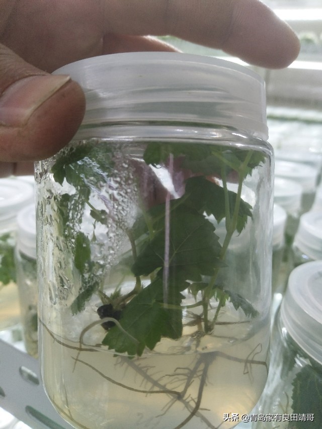 脱毒阳光玫瑰葡萄苗,阳光玫瑰特级苗