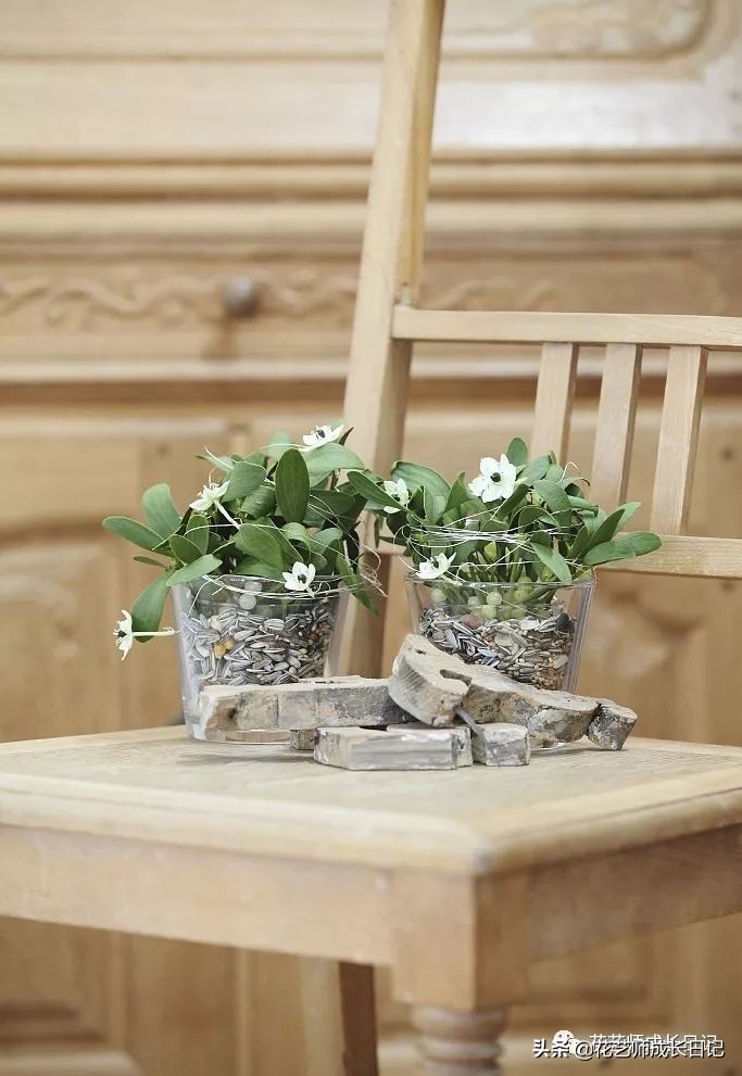 每日一花｜伯利恒之星，可用于治疗癌症，洁白可爱