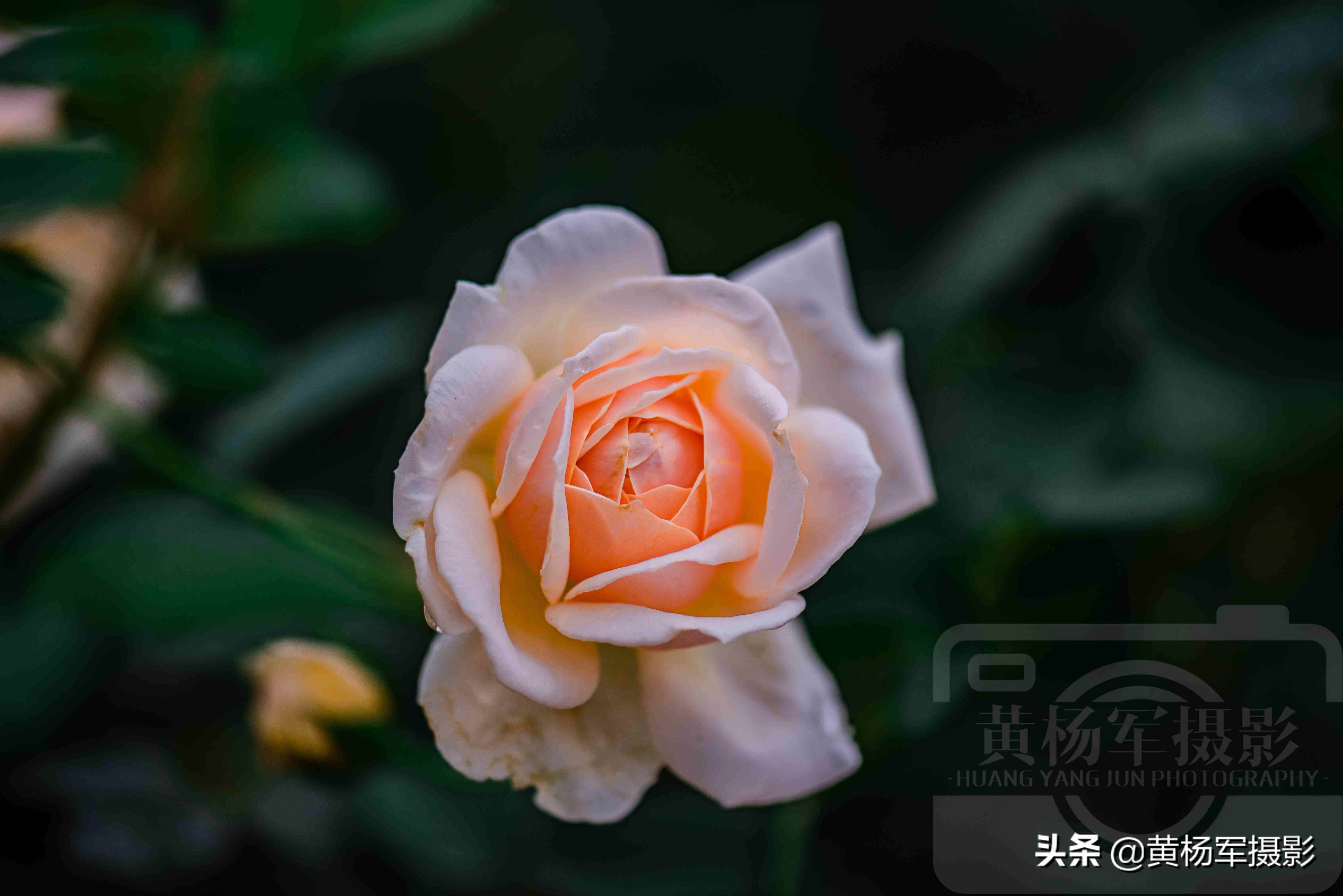 月季花娇艳夺目完整版,月季花美丽的特点