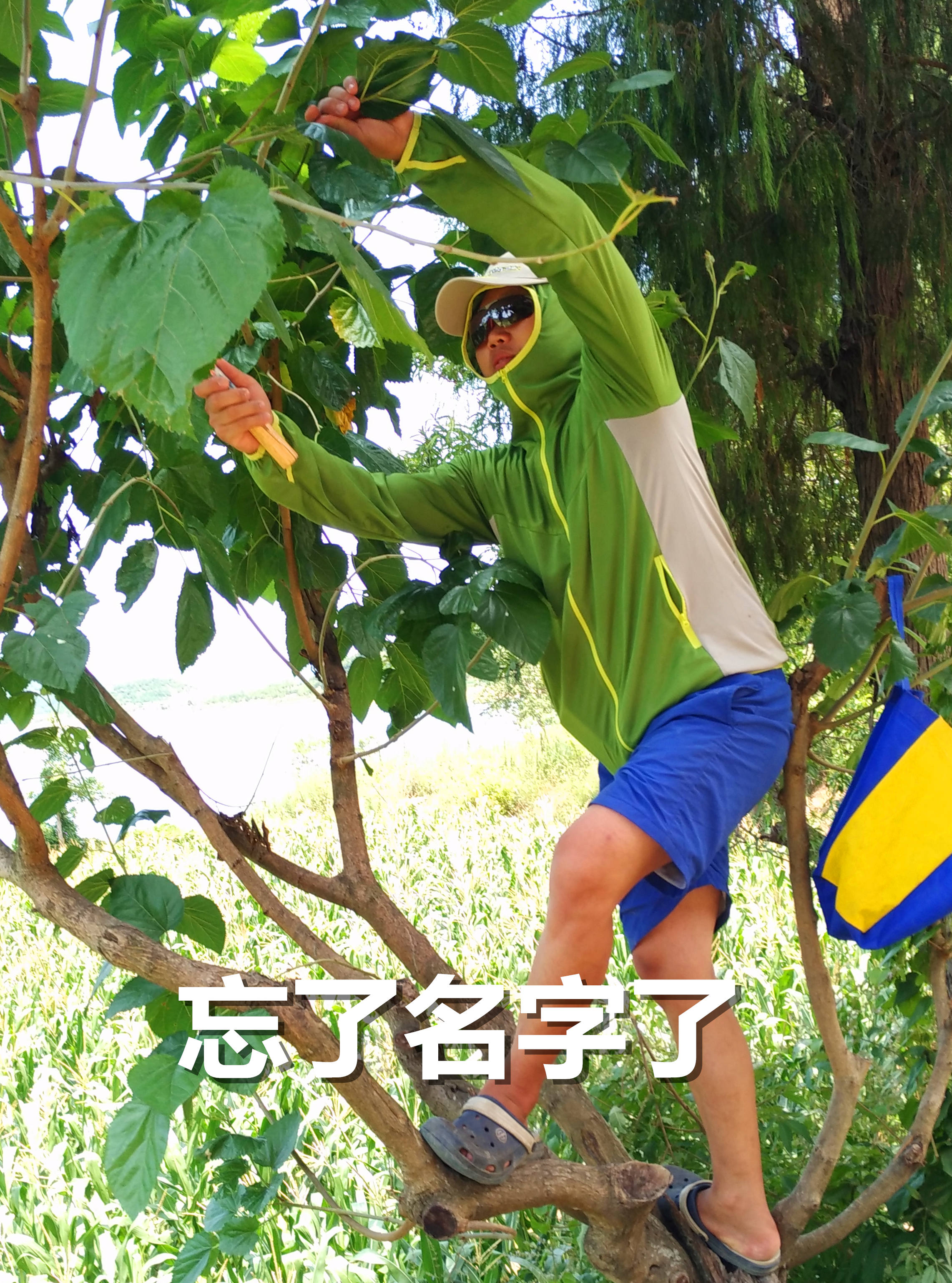 肥水草鱼窝料,综合塘草鱼窝料