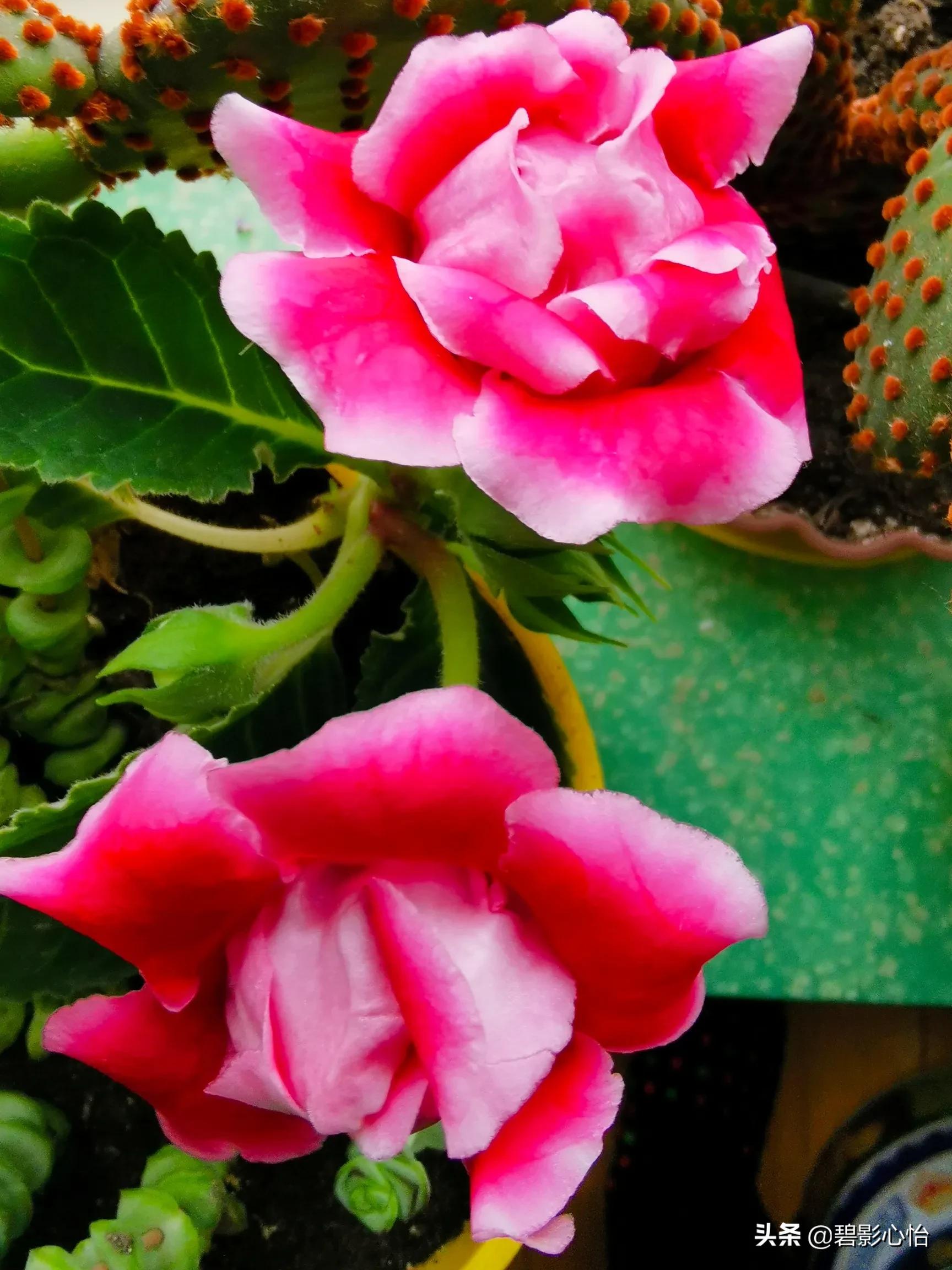 微生物菌剂可以给芙蓉花追肥吗,芙蓉花败了怎么追肥