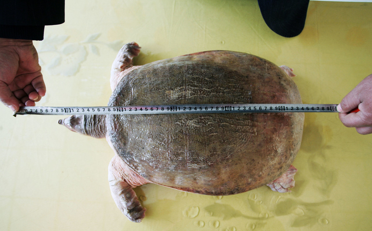 过去农村常见的甲鱼，为何现在很少再见了？