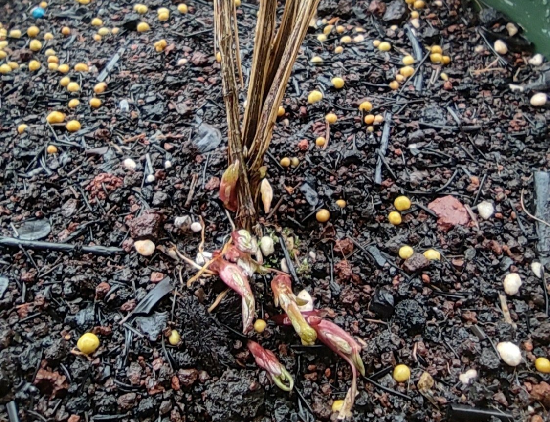 铁线莲花苞被虫子吃了,铁线莲花瓣被虫吃了怎么办