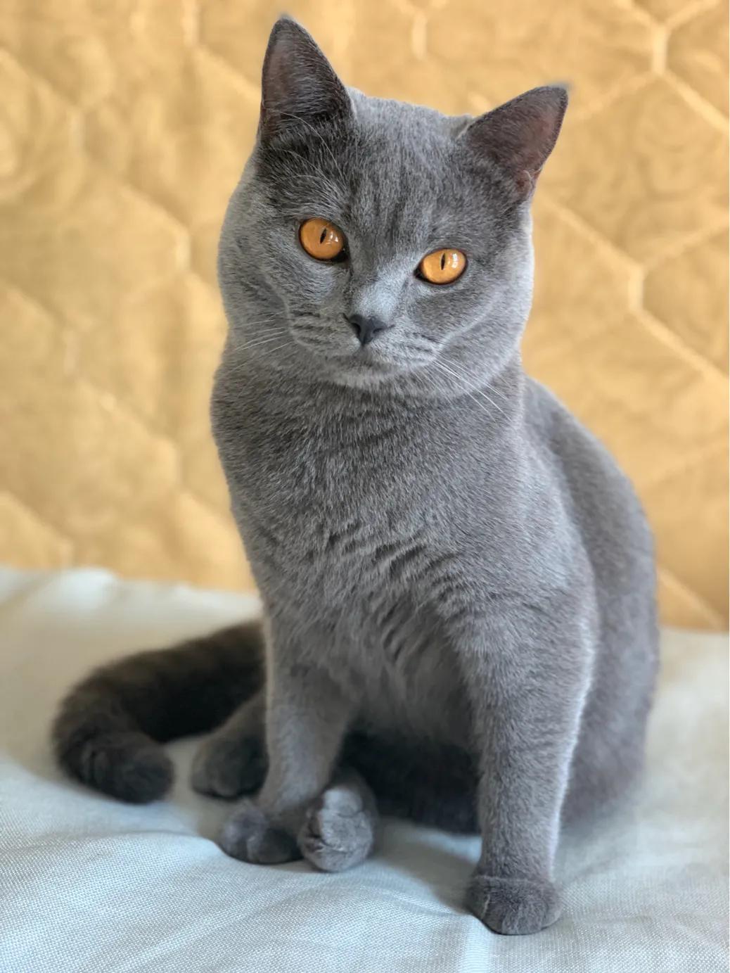 养一只英短蓝猫需要花多少钱,新手养英短蓝猫的十大忠告