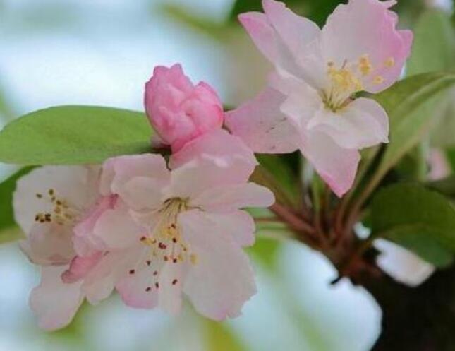 海棠花烂茎如何挽救，教你3个挽救小妙招，让海棠花起死回生