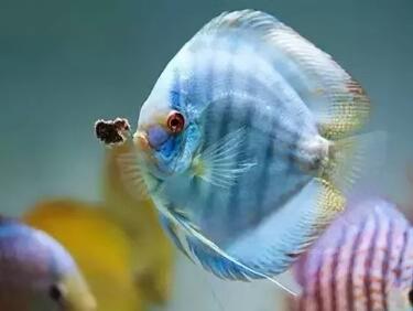 遇到连续的阴雨天，对于观赏鱼的饲养有什么管理重点？