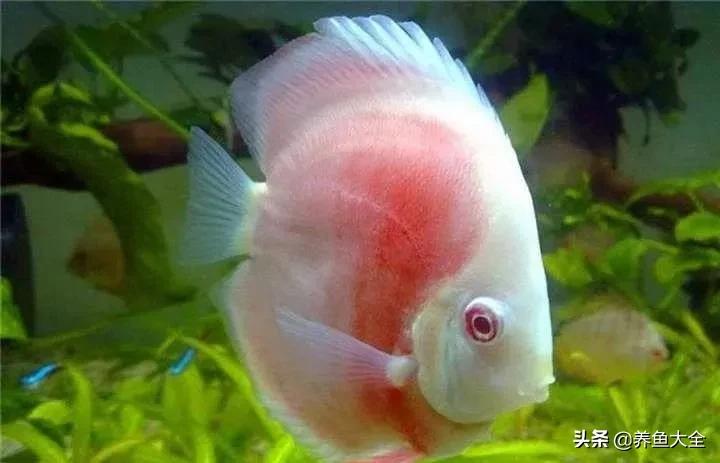 观赏鱼也有白内障，浅谈蒙眼病的防治