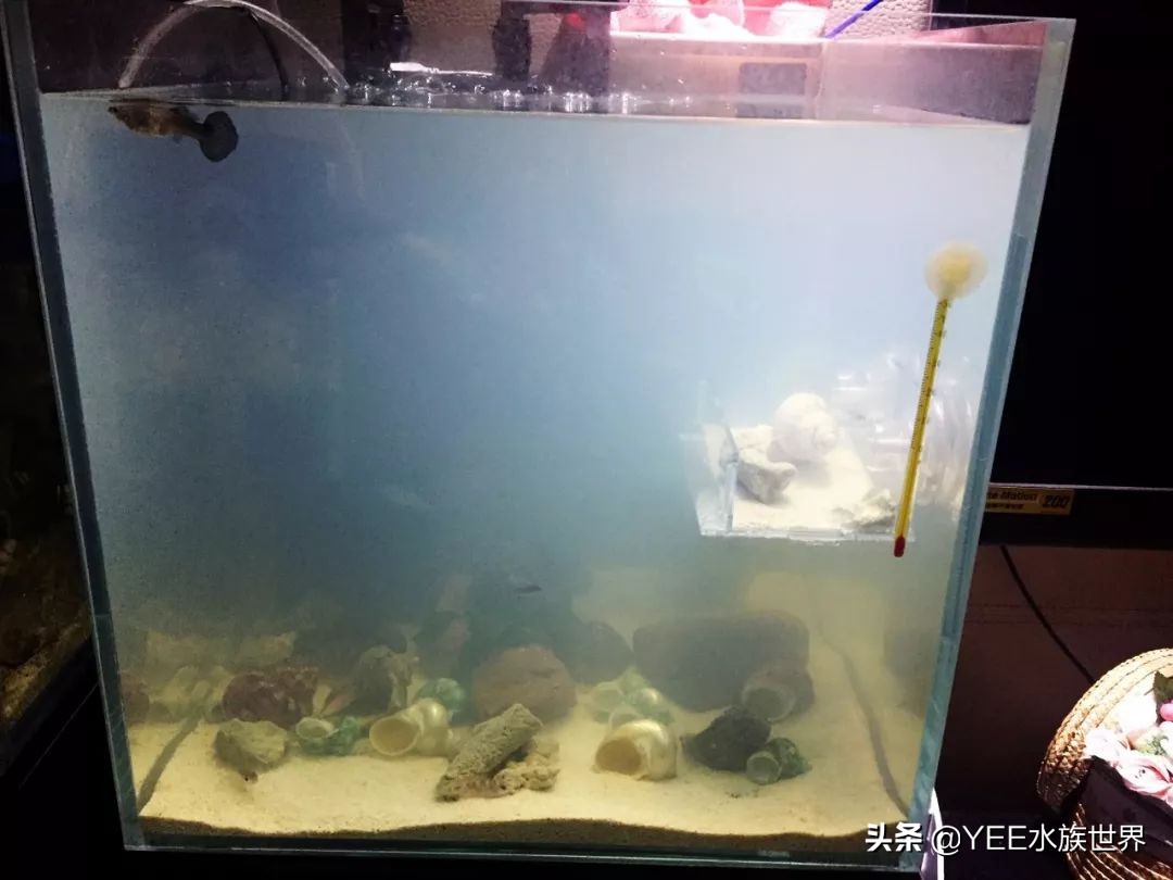 陶缸养鱼水浑怎么弄,石缸养鱼水很浑怎么办