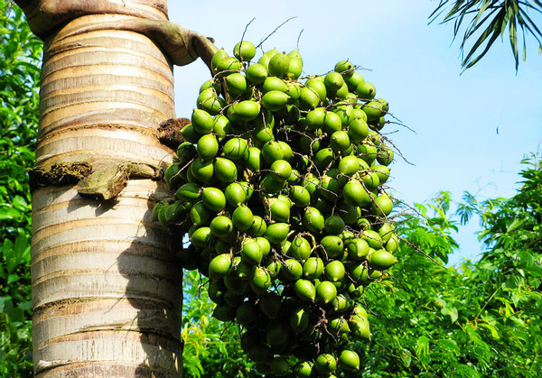 槟榔吃了有什么好坏处,槟榔吃多了对什么害处大