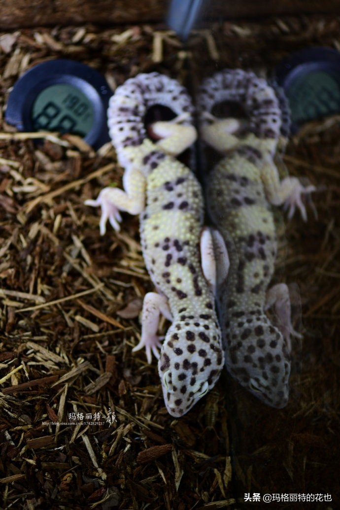 雨林缸可以养的蜥蜴,鱼缸改造封闭式雨林缸养蜥蜴