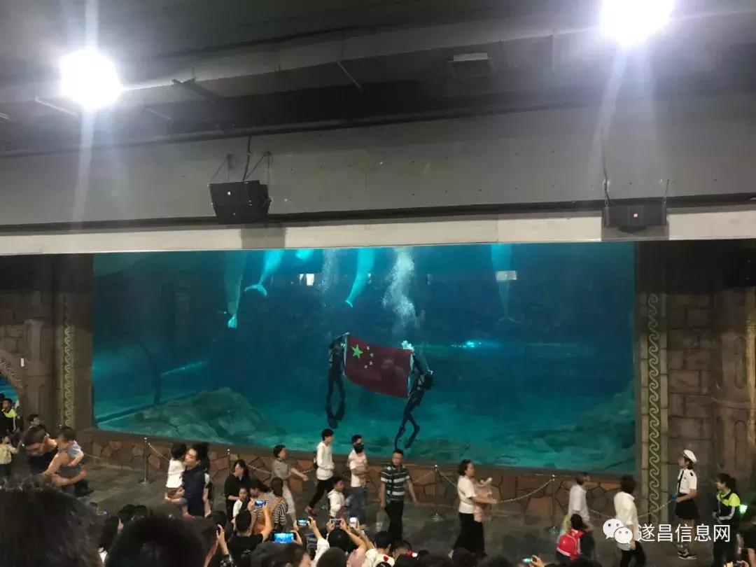 杭州长乔极地海洋公园表演,杭州长乔极地海洋公园攻略