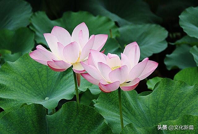 为什么说莲花代表佛法禅心,莲花在佛学里有哪些寓意