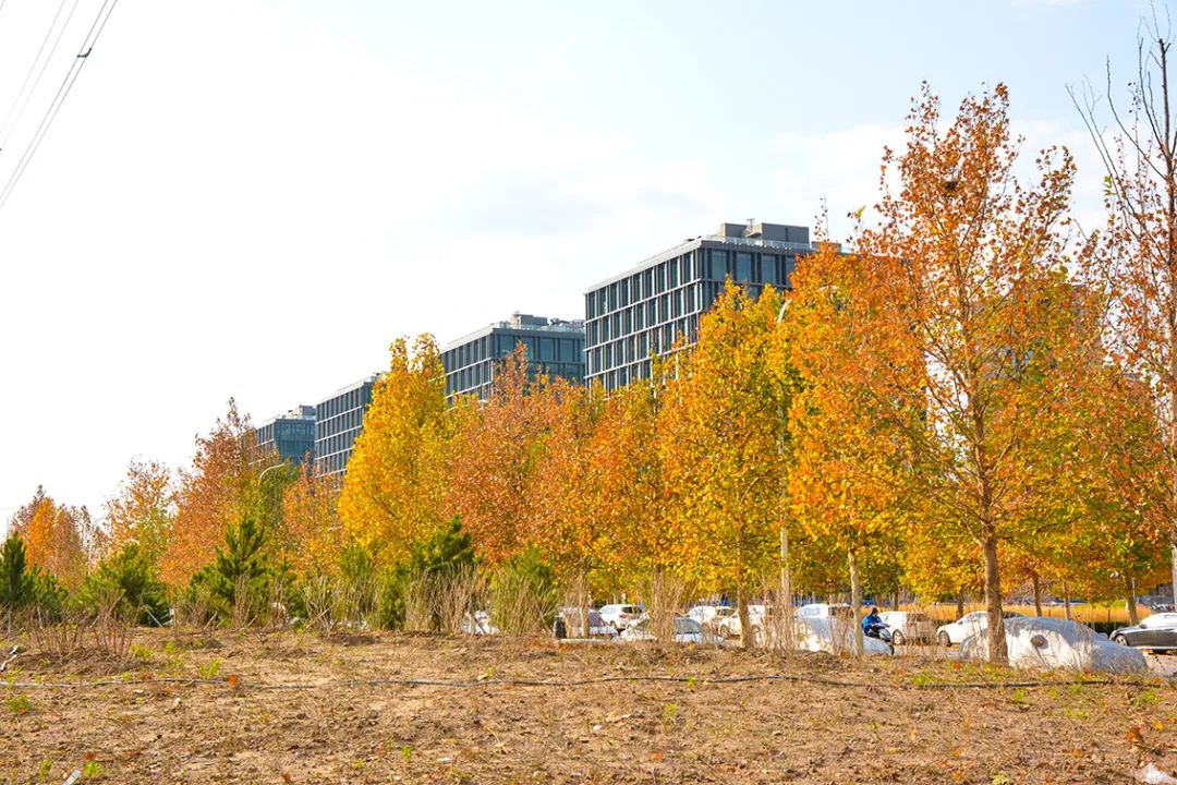 北京新开40个公园在哪里,北京十佳公园