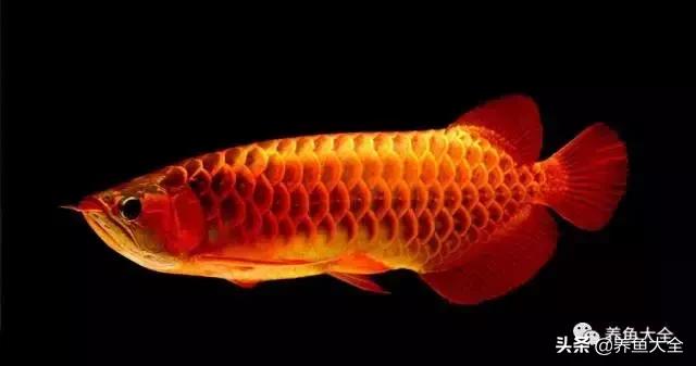 1米2的缸养龙鱼,养龙鱼多大缸合适