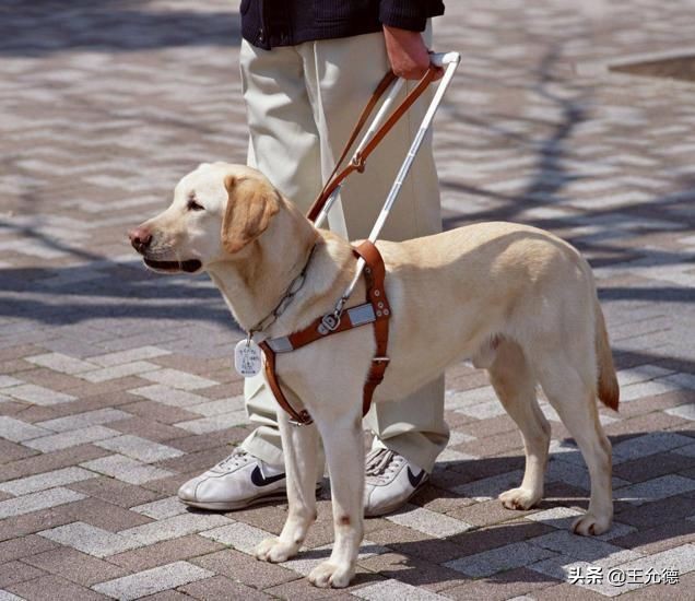 拉布拉多犬是怎么样的狗,拉布拉多适合家养的狗排名