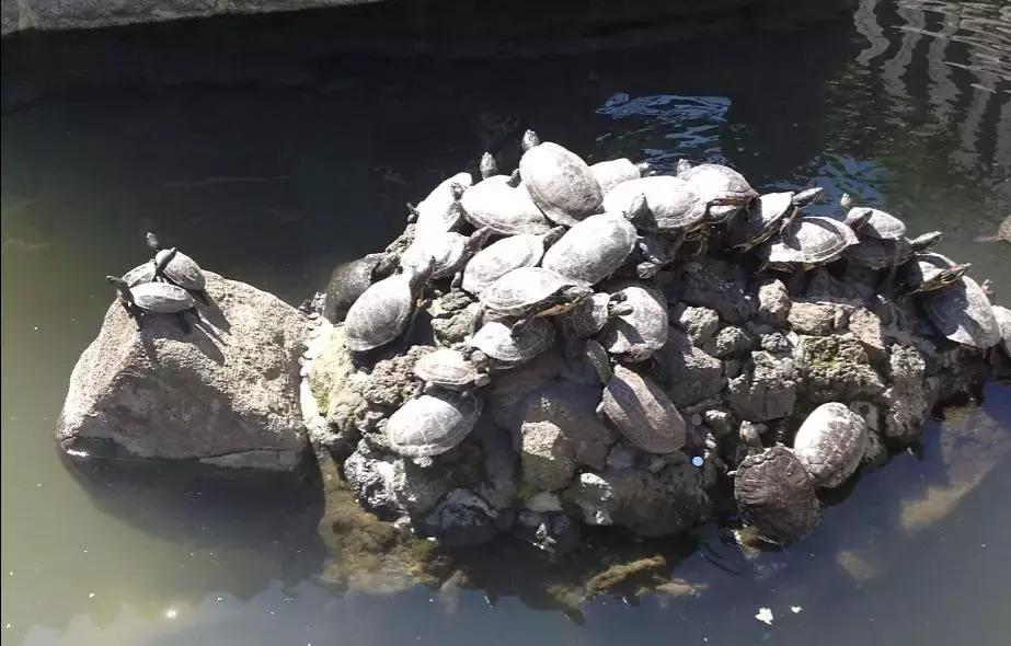 买不到的冰激凌,买不起冰淇淋视频