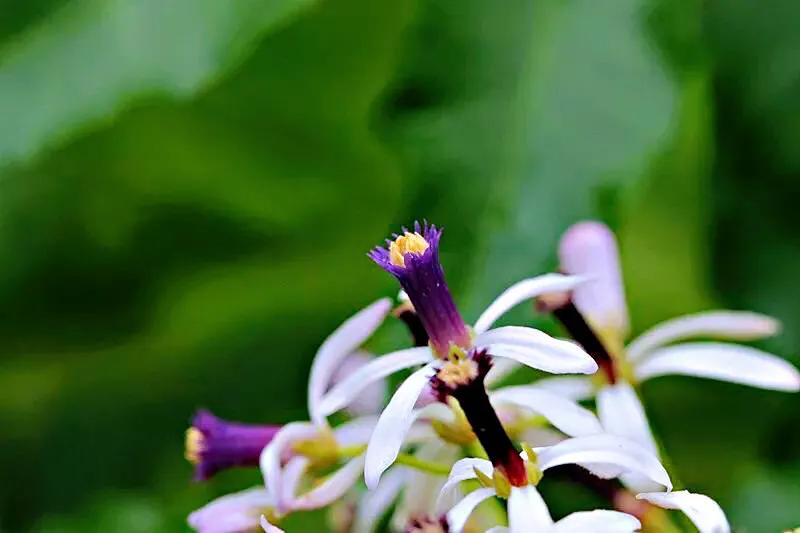 苦楝花盛开香气怡人,苦楝花的香气怎样形容