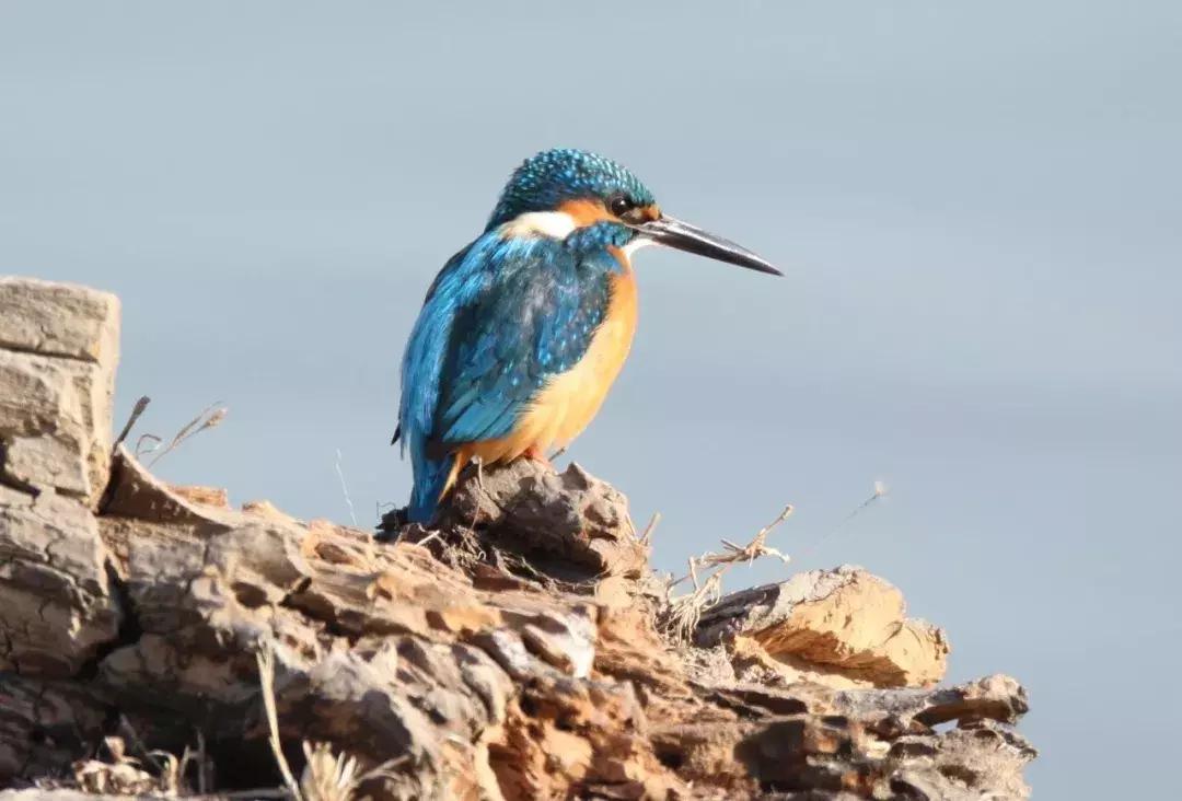 北京小众湿地公园免费,北京周边湿地公园