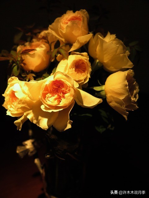 月季常见4种病,月季黑杆病怎么处理