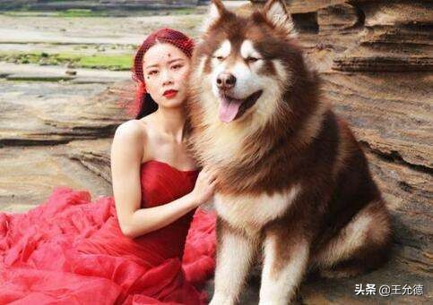 阿拉斯加怎么养才能又肥又大,为什么不建议买阿拉斯加