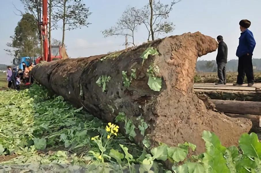 小伙捡到一块烂木头在家放了14年,男子去爬山捡到一块木头