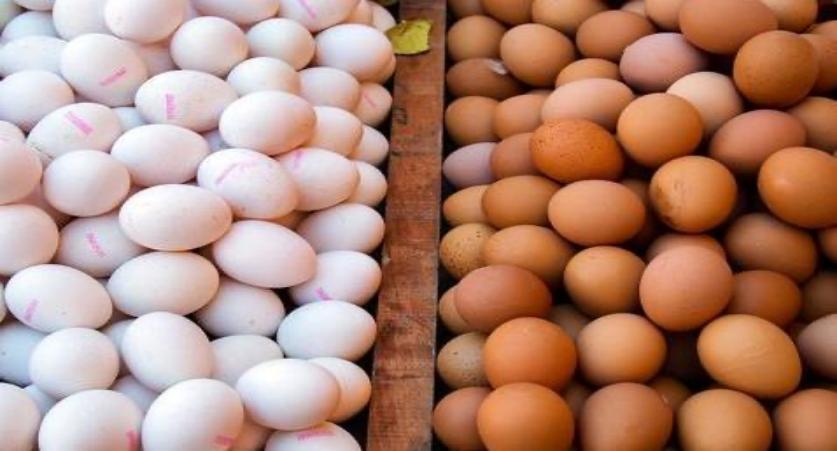 红壳鸡蛋和白壳鸡有啥区别,鸡蛋是绿壳红壳还是白壳好