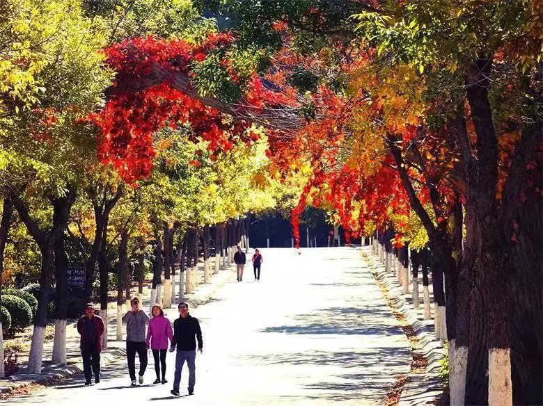 创森进行时丨立冬后，我把丰台的秋，收进了相册里