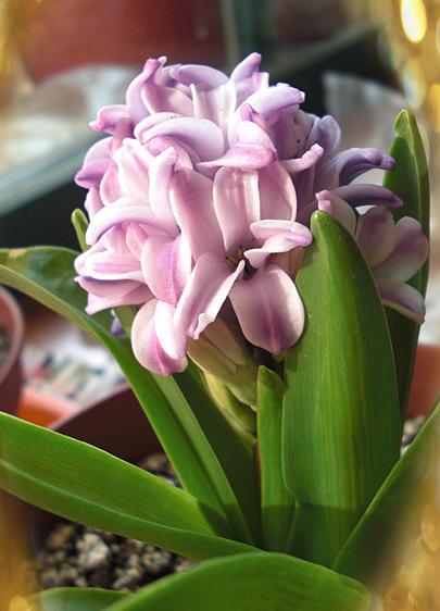 风信子开完花后烂杆,风信子枯萎了如何救活