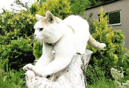 怎么防止猫抓板挠家具,怎样可以防止猫咪抓家具