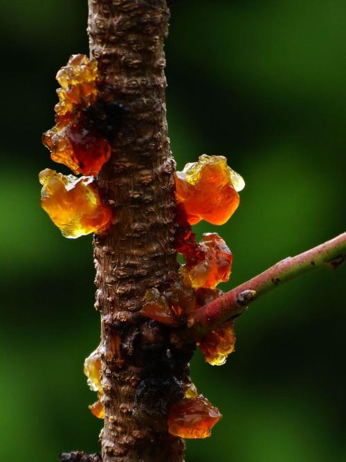 皂角米和桃胶的功效与作用及做法有哪些