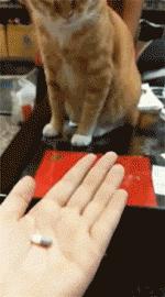 演技爆表！为了不吃药这猫学会了螃蟹的技能