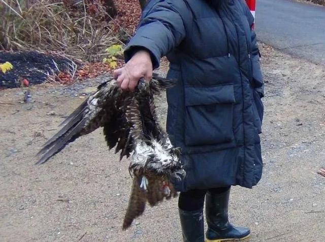 吃老鹰治什么病,吃老鹰犯法吗