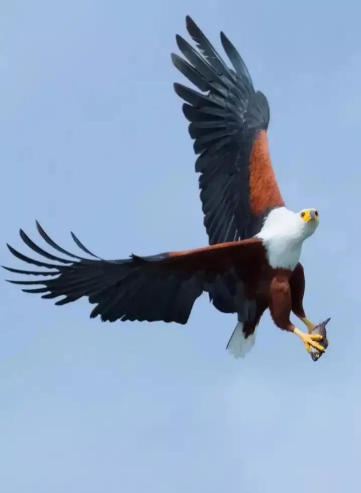 文章的生日贺卡,生日贺卡散文