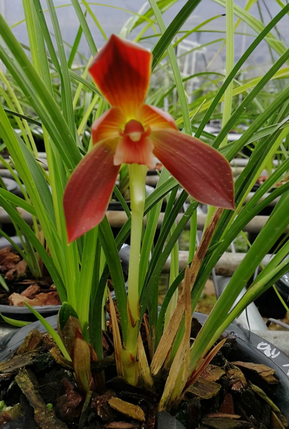 在山上发现野生的漂亮的中国兰花,山里的野生稀有兰花