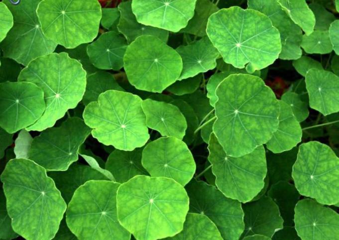 30年前,路边1种积雪草,还是次等猪食,如今却成网红“美容草”