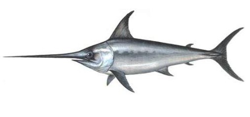 最干净的十种食用鱼,常见的可食用干净的鱼有哪些