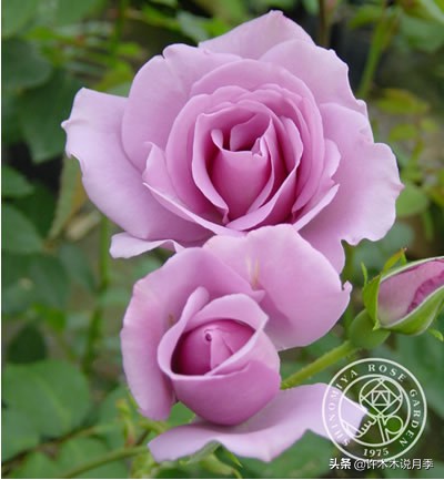 30种黄色月季,10种超美的蓝色月季