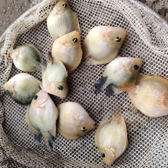 鹦鹉鱼和发财鱼打架,发财鱼鹦鹉鱼混养吗