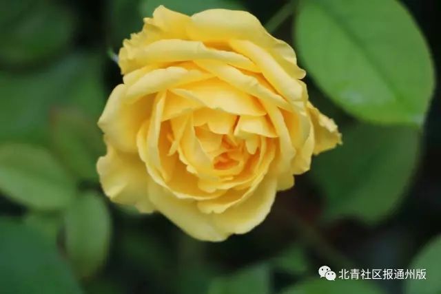 打卡北京紫谷伊甸园虞美人花海,通州看花的景点推荐免费