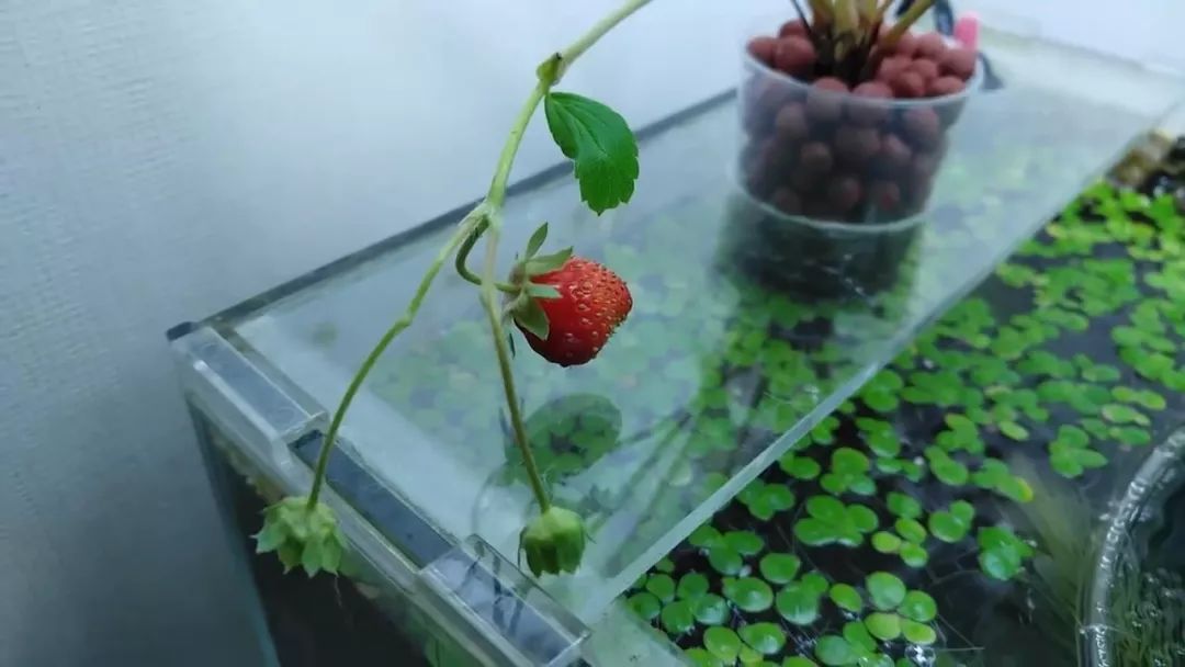 我穷到连最简单的过滤器都买不起，干脆就开了个三无草缸！