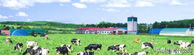 有机奶粉和非有机奶粉的区别,国产奶粉真的那么好吗