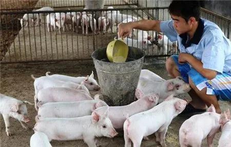 100头母猪养殖视频大全,100头母猪场各阶段存栏数据