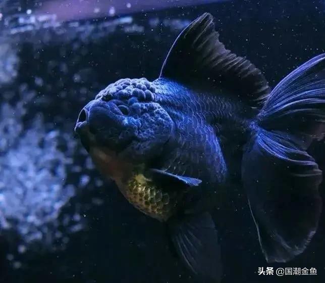 家庭养鱼小技巧和方法,观赏养鱼的方法和技巧