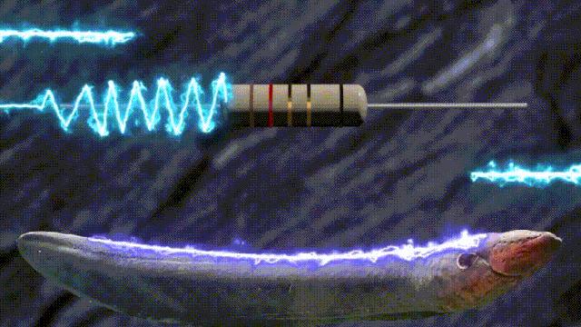 电鳗靠什么能源发电,利用电鳗身体放电来发电